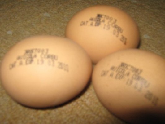 Veste proastă pentru crescătorii de păsări: oul artificial se produce mai ieftin şi cu riscuri patogene zero